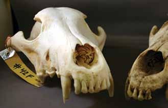 es, periodontal disease, broken teeth, and teeth that are rotated in the upper and lower jaw indicate changes and damage to the skull and jaws, often as the result of interactions with its prey