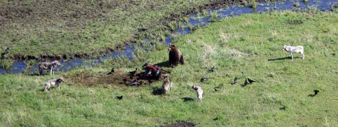 10 Pack Summaries A typical summer scene in Yellowstone: a grizzly bear is in control, ravens steal tidbits, and wolves are off to the side after making the kill.
