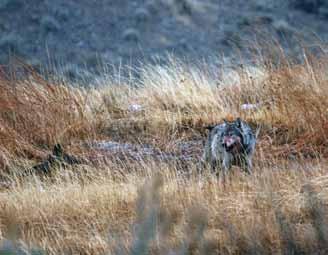 The pack denned in the Lamar Valley and had four pups, all of whom disappeared in late summer and likely died due in part to mange.