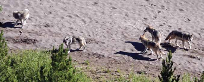 Yellowstone Wolf Project 3 By late summer, wolf pups, such as these in the Yellowstone Delta pack, can be hard to distinguish from adults.