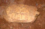1.3 Biological characteristics 1.2.1. Life History Pancake tortoise, Malacochersus tornieri is a