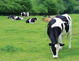 Good pasture management also has a role to play in reducing summer mastitis incidence.