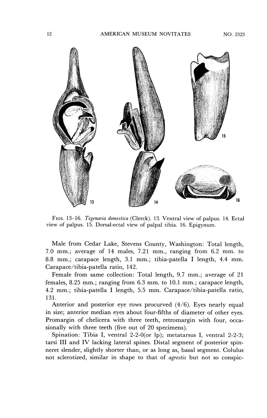 12 AMERICAN MUSEUM NOVITATES NO. 2323 13 14 16 FIGS. 13-16. Tegenaria domestica (Clerck). 13. Ventral view of palpus. 14. Ectal view of palpus. 15. Dorsal-ectal view of palpal tibia. 16. Epigynum.