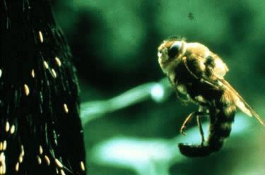 Bot Fly) Gasterophilus hemorrhoidalis (Nose Bot Fly) Morphology: Adults ~11-15