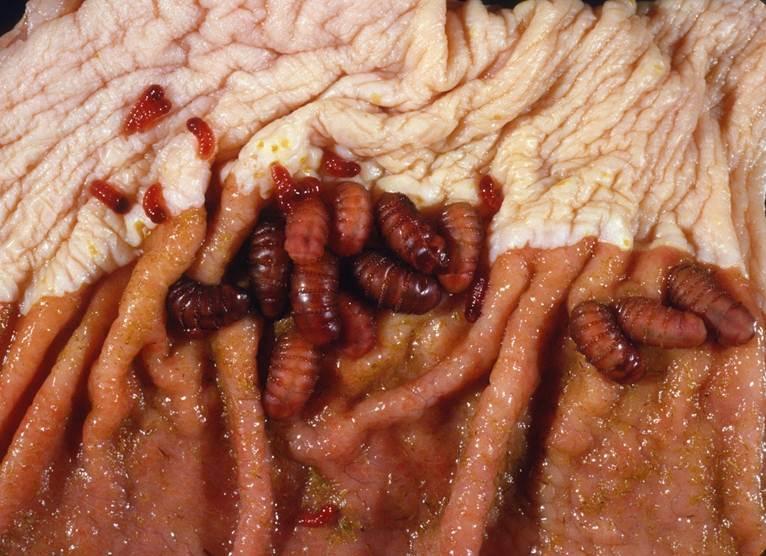 Gasterophilus Gasterophilus intestinalis Reddish larvae Favour cardiac region of stomach cluster at boundary of glandular