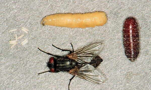 Larvae (maggots) 3-5 larval stages Soft, legless & segmented In some species are parasitic = MYIASIS 3.