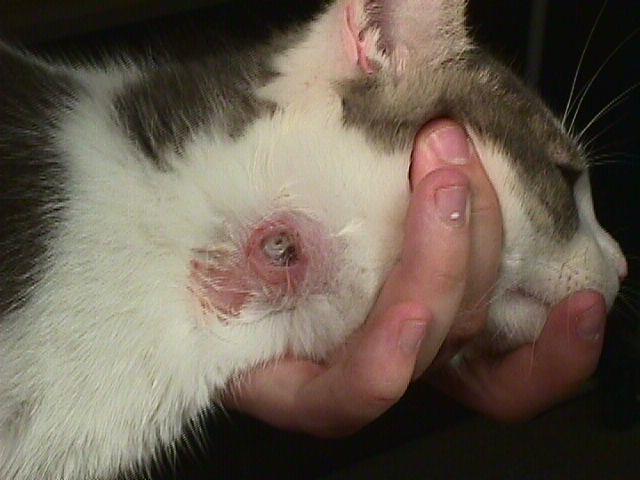 Pathology Warbles usually found subcutaneous connective tissues of the cervical skin in cats, dogs & ferrets Lesions