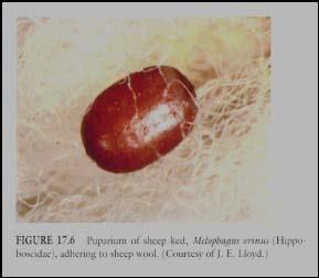 Keds - Family Hippoboscidae Life History: Female deposits 1 fully developed larvae at a time Egg