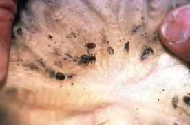 pupates (female glues it to wool) Emerges as an adult in 19-24 days Adult females live 4 months