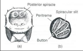 Morphology of the larvae: Larva (maggot) usually pointed anteriorly, conical & divided into 12 segments Head, 3 thoracic segments, 8 abdominal segments Cuticle - soft & unsclerotized, may be covered