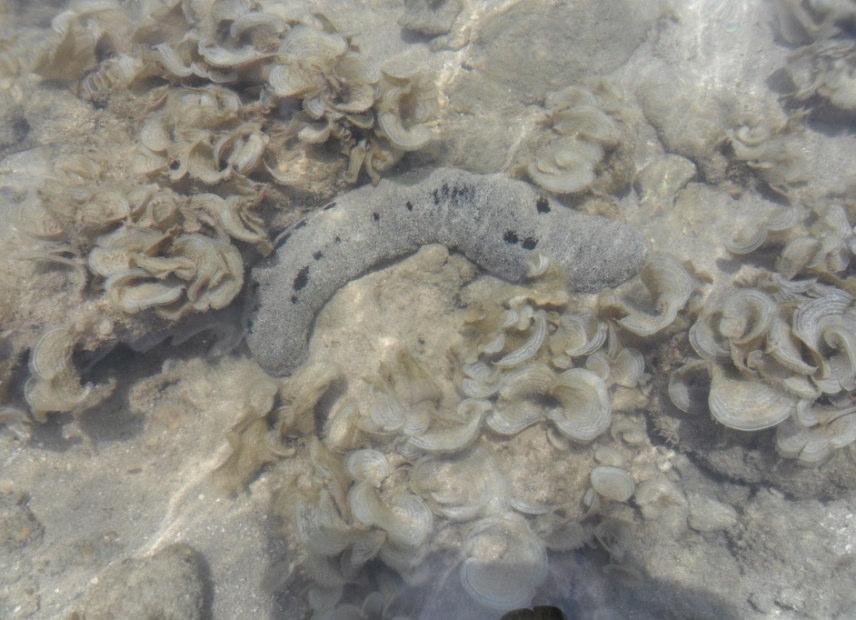 Abundance and Diversity of Sea cucumbers in Point Pedro Fig. 2. Holoturiaatra Spicules Tables and rosettes are more abundant in dorsal and ventral body wall.
