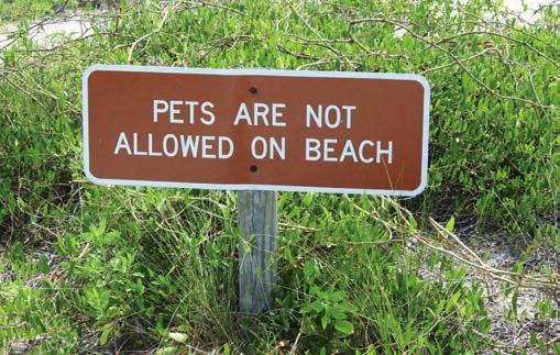 How you can help Obey local and Florida State Parks rules on beaches closed to pets. To best protect wildlife, leave dogs at home when going to the beach.