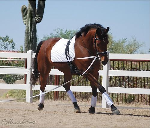 Lameness is defined as an alteration of the horse s gait.