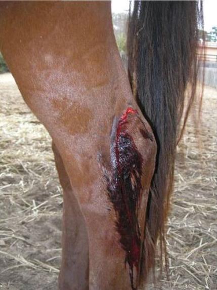 Wounds & Bleeding Horses frequently get cuts and scrapes.