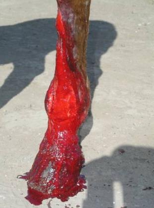 Bleeding Blood squirting or flowing in a steady stream from a wounds needs to be controlled To stop