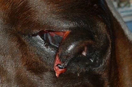 Eye Injuries Important to call vet out right away - Early treatment important for better