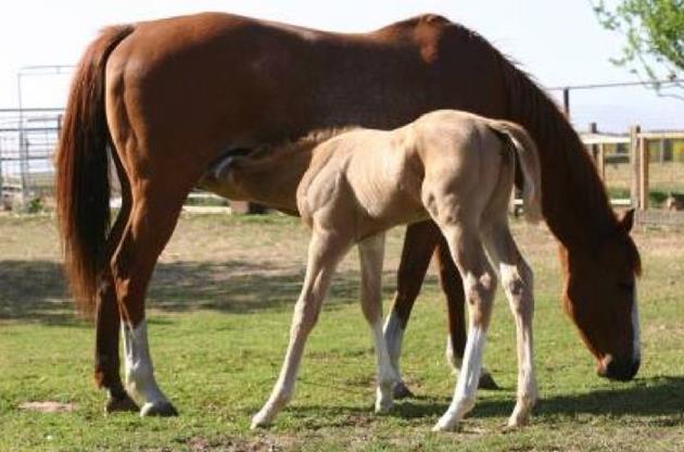 Foaling Fortunately, foaling problems are rare but when there is a problem, it is usually