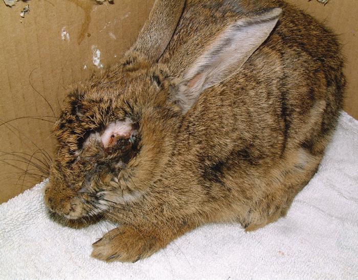 Below: a rabbit suffering from