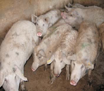 Fig. 1. Brucellosis-infected Turopolje pigs in the slaughterhouse depot and the geographical position of the Turopolje region Materials and methods Serology.