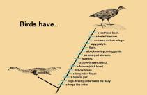 Compare modern birds to their closest relatives, crocodilians Difficult to find relatives using only modern animals (turtles have modified necks and toothless beaks, but otherwise very different;