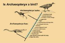 Like modern birds, it had: Feathered wings and a feathered tail Backwards-pointing pubis Backwards-pointing pedal digit I, located at the bottom of the metatarsus BUT, it was very primitive compared