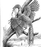 Huxley showed that bird ancestors were clearly archosaurs, since Archaeopteryx had an antorbital fenestra (among other features).