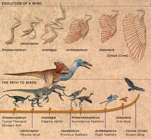 Concluding Remarks The origin and evolution of birds is one of the greatest modern day debates in evolutionary biology Birds are reptiles
