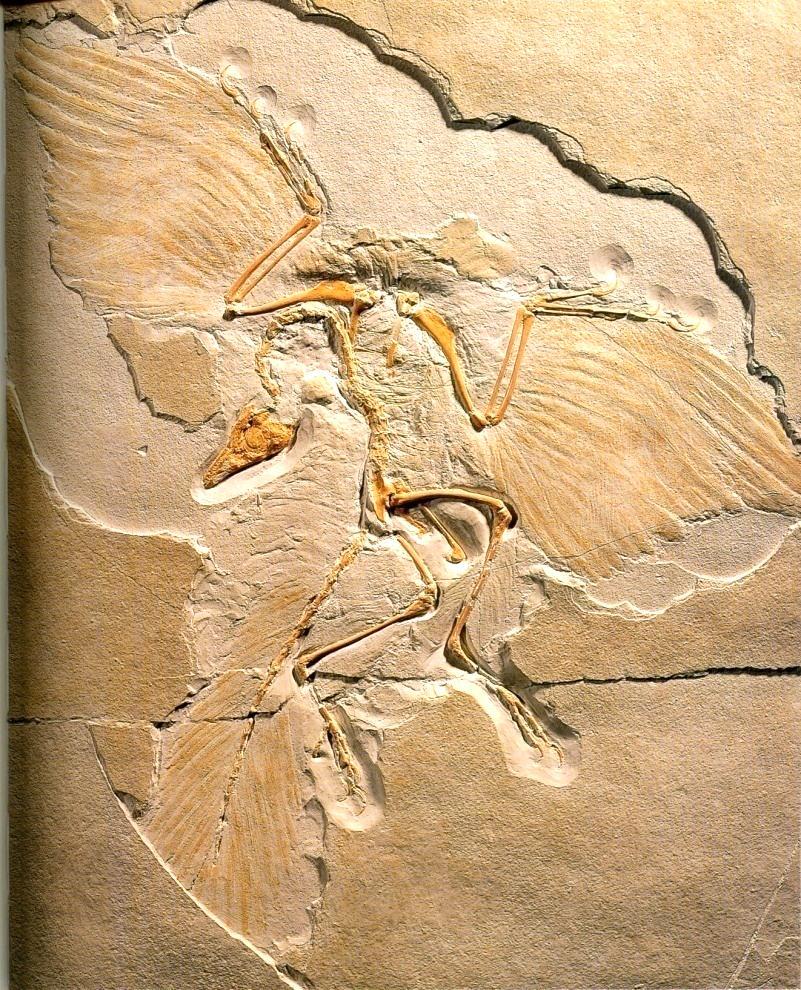 Archaeopteryx as a Missing Link Bird-like traits Asymetrical feathers on wings Furcula