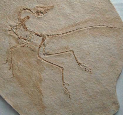 One of the most famous transitional fossils is Archaeopteryx, the