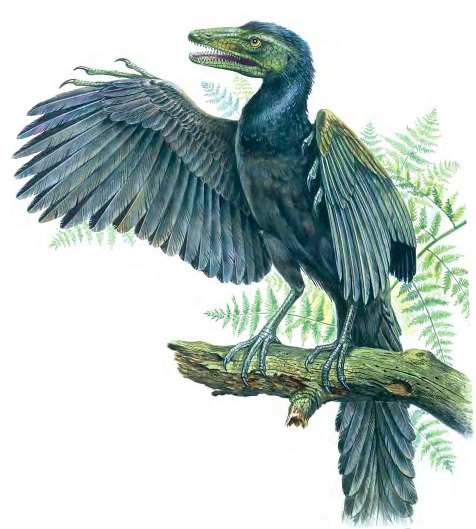 similarities to both theropod dinosaurs and modern birds.