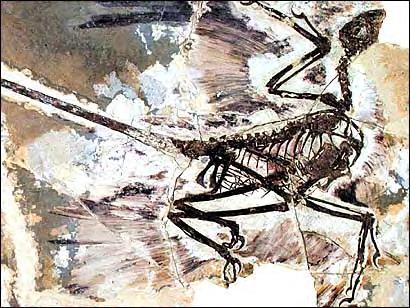 dinosaurs, such as Microraptor (below), with feathers