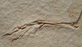 However, Archaeopteryx s skeleton is much less advanced than those of modern birds: The