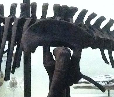 Among archosaurs, only dinosaurs had a hollow hip socket, called a
