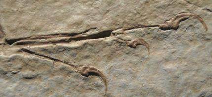 Perforate acetabulum Archaeopteryx also had this feature and must