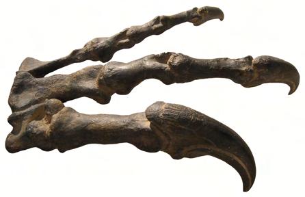 Among dinosaurs only theropods had a three- fingered hand with pits