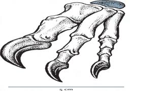 Among theropods, only Maniraptorans had a wrist bone, a semilunate carpal, that allowed the hands to fold against the arm. Semilunate carpal Velociraptor http://ayay.co.