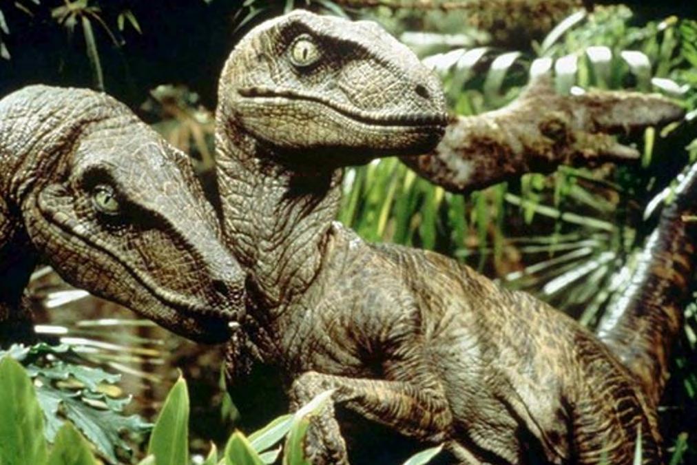 uk/backgrounds/dinosaurs/bipedal_predator/velociraptor-