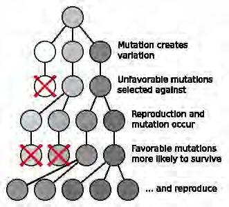 A major reason for such change is natural selection, the process by which genetic variation changes depending on