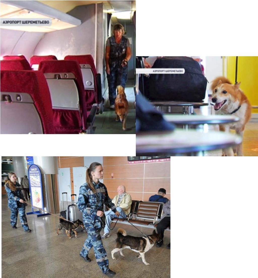 Sulimov Dogs within aviation security department of Aeroflot aircraft control cargo control patrols in