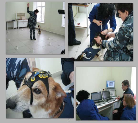 Objectification of dogs search activity Dog detectors choice objectification role. Reliability of research results is a priority for decision-making.