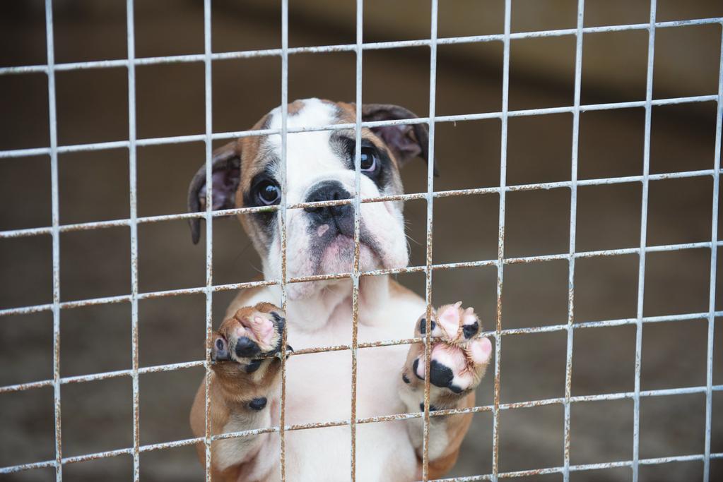 Puppy smuggling Dogs Trust has long highlighted the failures of the Pet Travel Scheme (PETS).