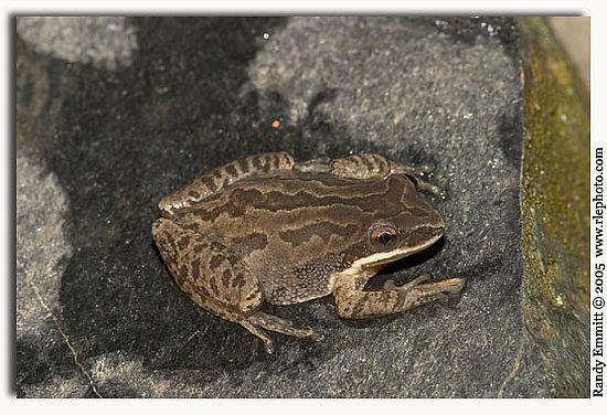do not) Earliest breeding frog Early (January) Light