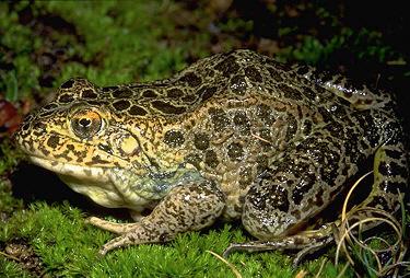 folds very apparent Crawfish Frog (Lithobates areolatus) Mississippi Alluvial