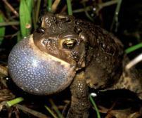 January: upland chorus frog Seasonal Phenology Tennessee Anurans February: wood frog, spring peeper, gopher frog March: American toad, southern leopard frog, crawfish frog April: pickerel frog,