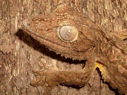 , 2008). It is known to inhabit both rainforest and dry forest habitats (Wilme et al., 2006). Both threatened boa species indigenous to northern Madagascar were recorded.