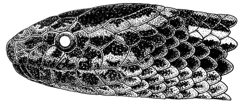 Drawing of head in (a) dorsal and (b) lateral view. R. Labanowski.