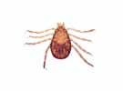 Rocky Mountain spotted fever [RMSF]), tularemia, Heartland virus, Bourbon virus, red meat allergy, tick paralysis.