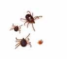 spotted fever rickettsiosis tularemia tick paralysis Rocky Mountain spotted fever Blacklegged Tick Ixodes scapularis Brown Dog