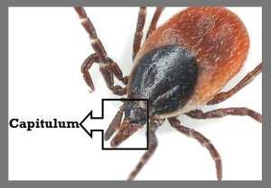 MYTH 6 Taking off a tick with your fingers / finger nails is the best method of removal! Incorrect.