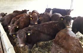 AW & RM STAFFORD, SAXELBYE PASTURES 334-373 40 Friesian Holstein Bulls Barley Beef Bulls ALTON GRANGE FARMS, RAVENSTONE 9-12 months 374-385 12 Limousin x Bulls 10-12 months P & B FITZHUGH, CHADDESDEN